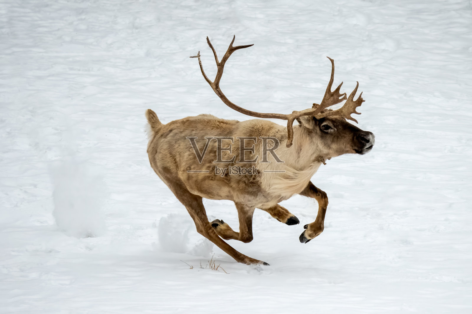 驯鹿在逃亡照片摄影图片