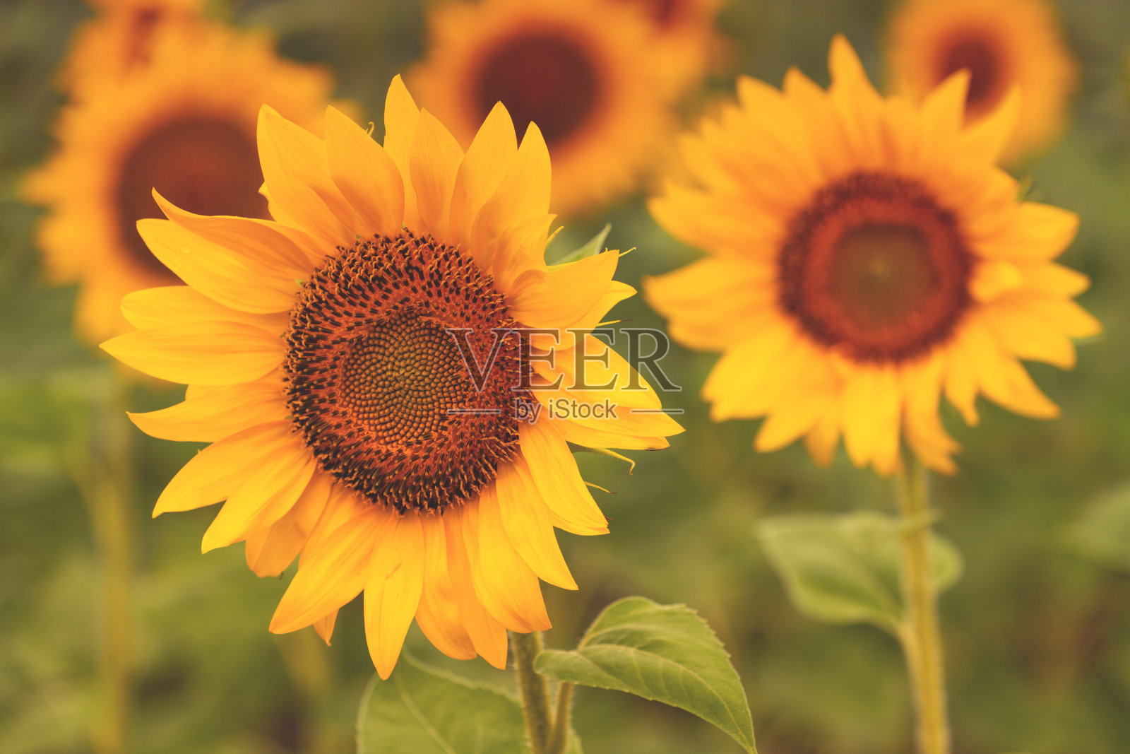 美丽的向日葵盛开在田野里照片摄影图片