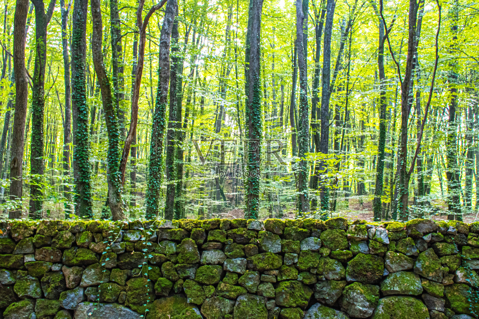 从照片摄影图片