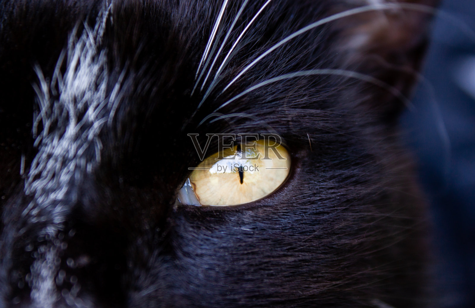 巴克和白猫的眼睛闭上照片摄影图片