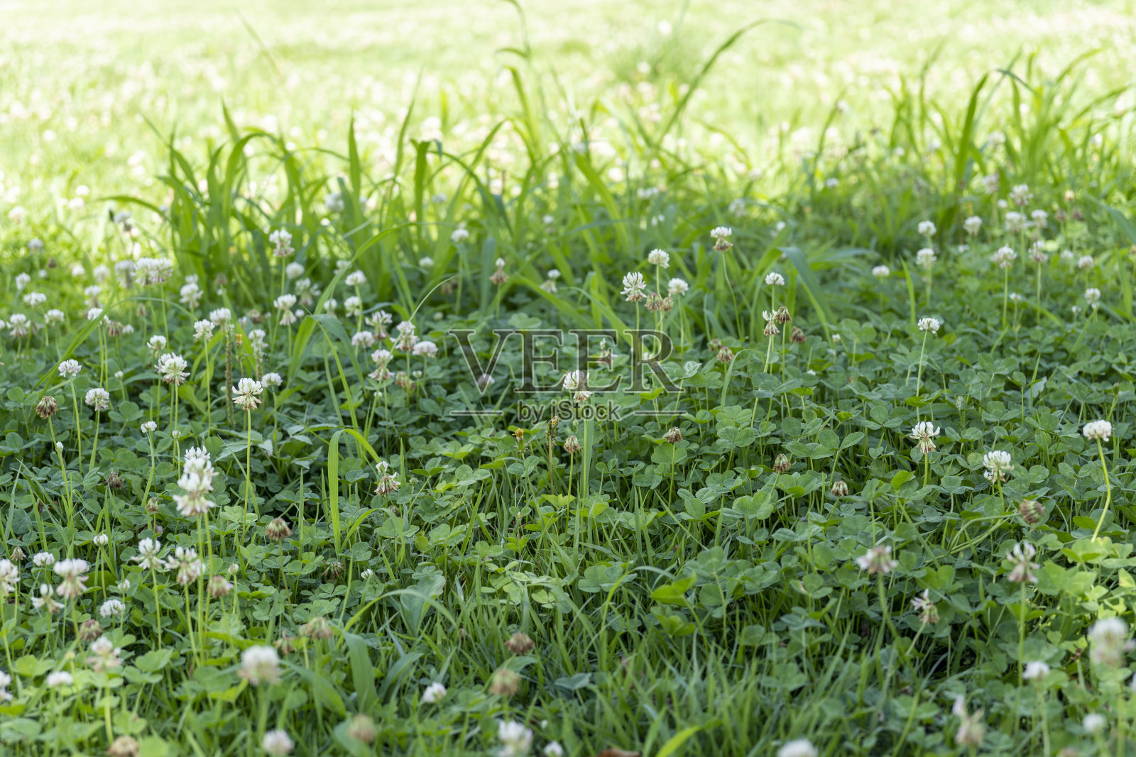 三叶草照片摄影图片