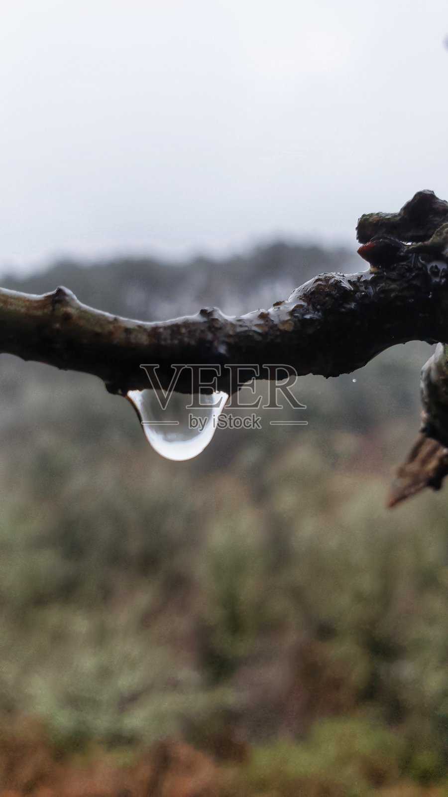 自然界的一滴水照片摄影图片