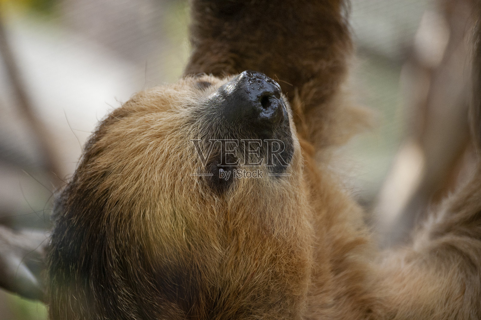 懒惰照片摄影图片