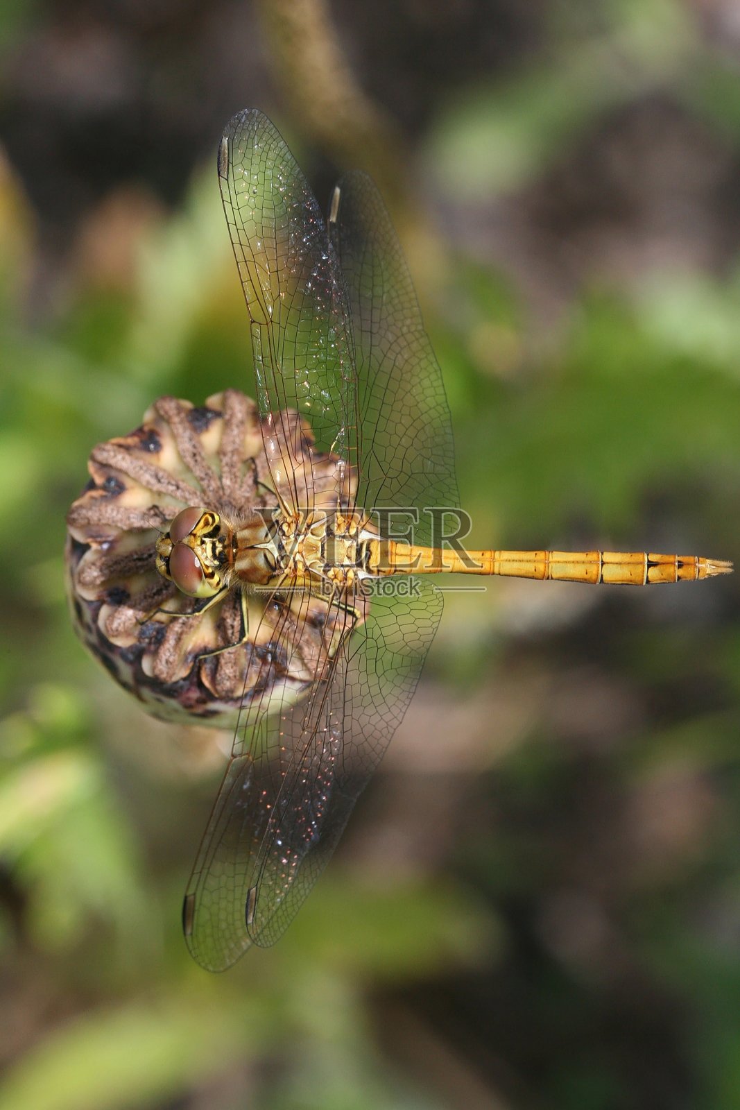 在欧洲奥地利的一个花园里，蜻蜓坐在罂粟荚上照片摄影图片