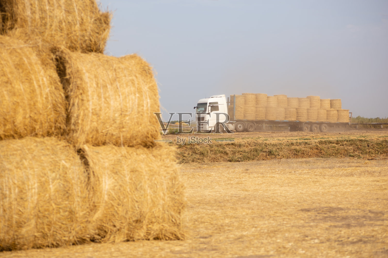 金黄色的大卷干草在乡下的田野里，背景是装载着干草堆的卡车。收获丰富的黑麦。食品行业。美丽的黄色的风景照片摄影图片