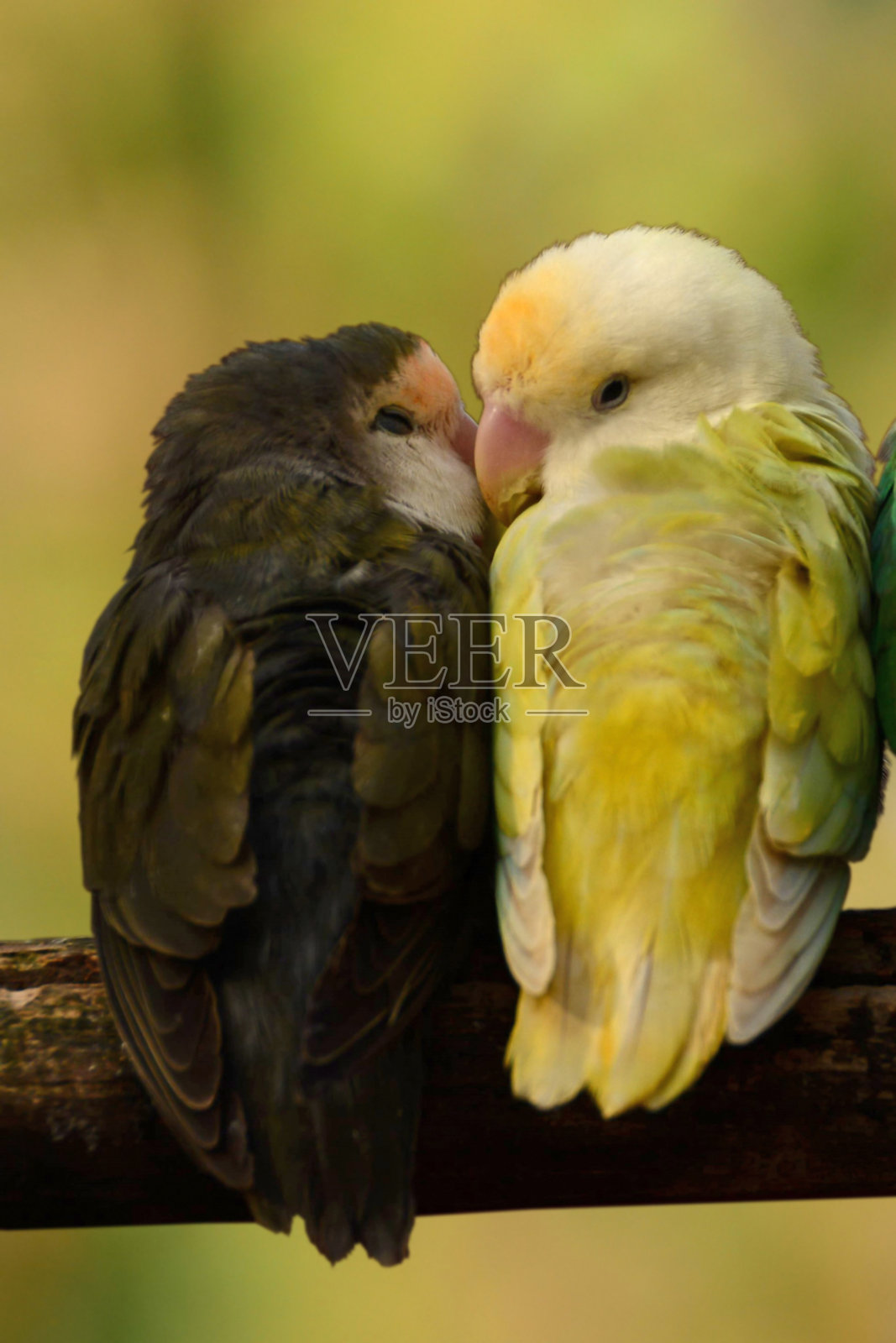 两个舒适的情侣。照片摄影图片