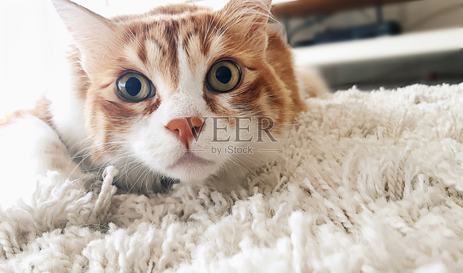 家猫的滑稽表情照片摄影图片