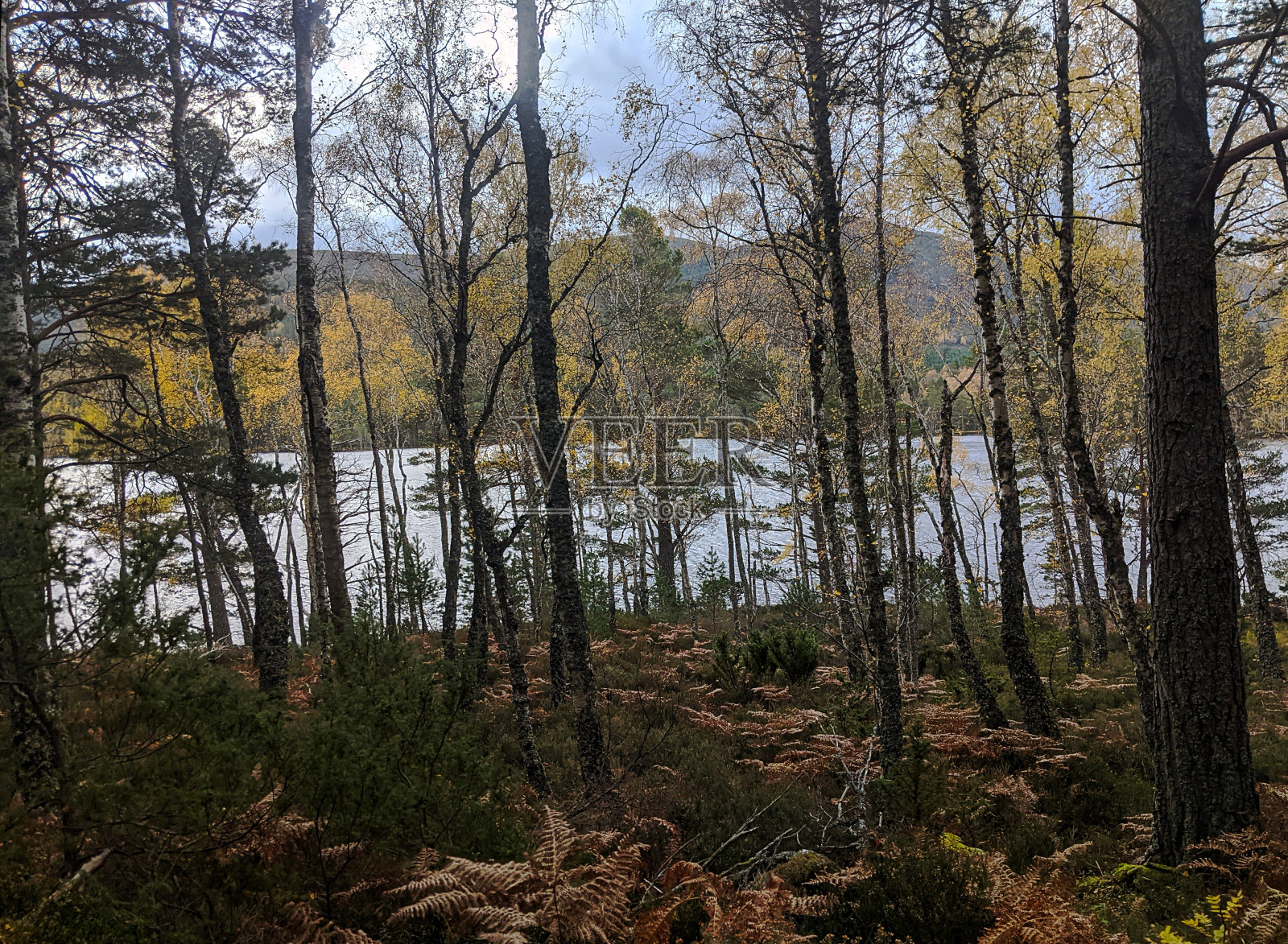 穿过树林的湖照片摄影图片