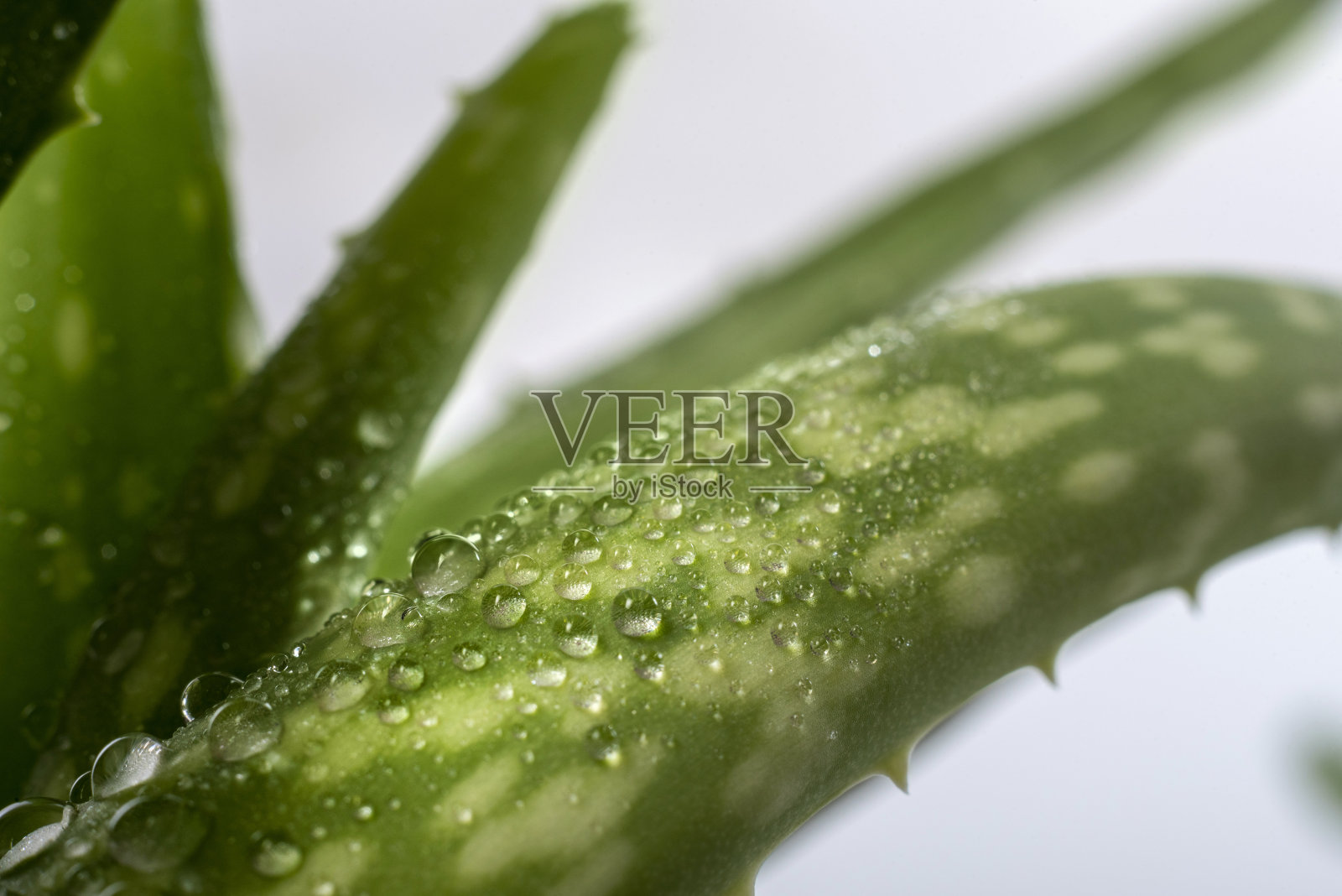 芦荟叶与水滴照片摄影图片