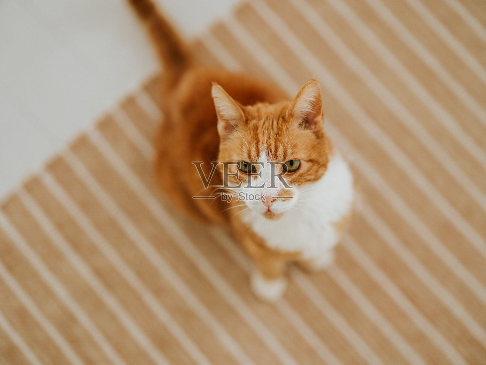 家里有一只可爱的姜黄色猫咪照片摄影图片