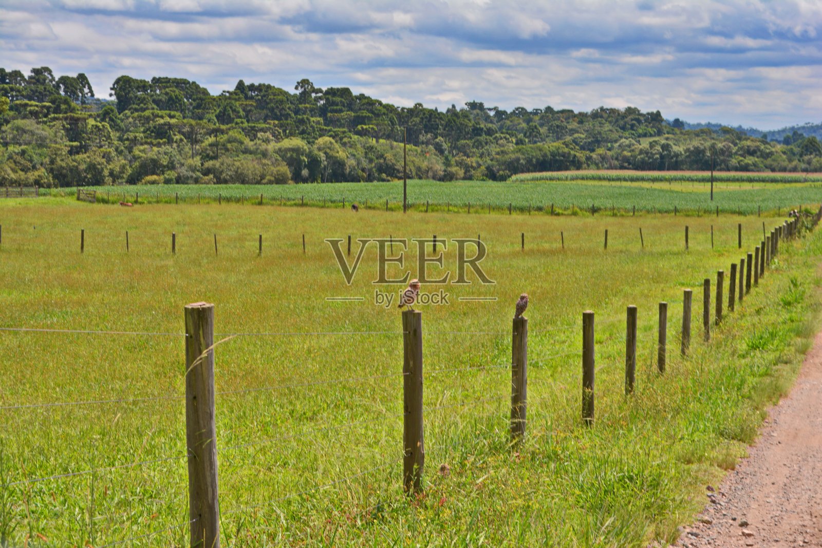 猫头鹰在栅栏照片摄影图片