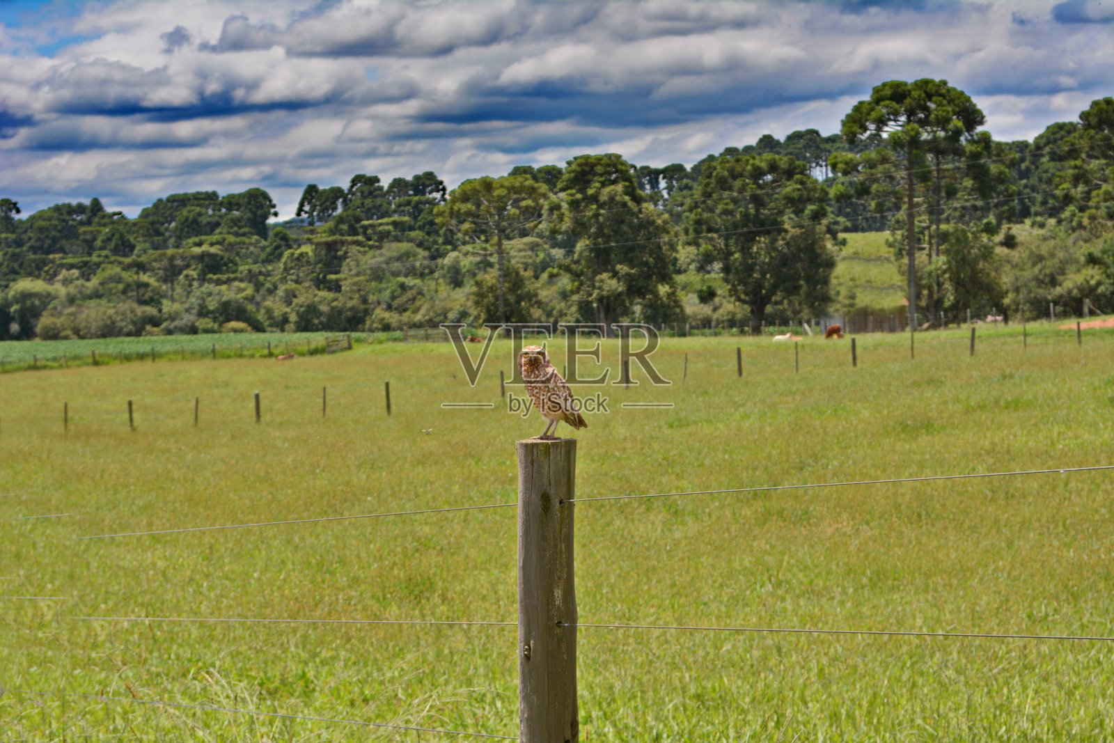 猫头鹰在栅栏照片摄影图片
