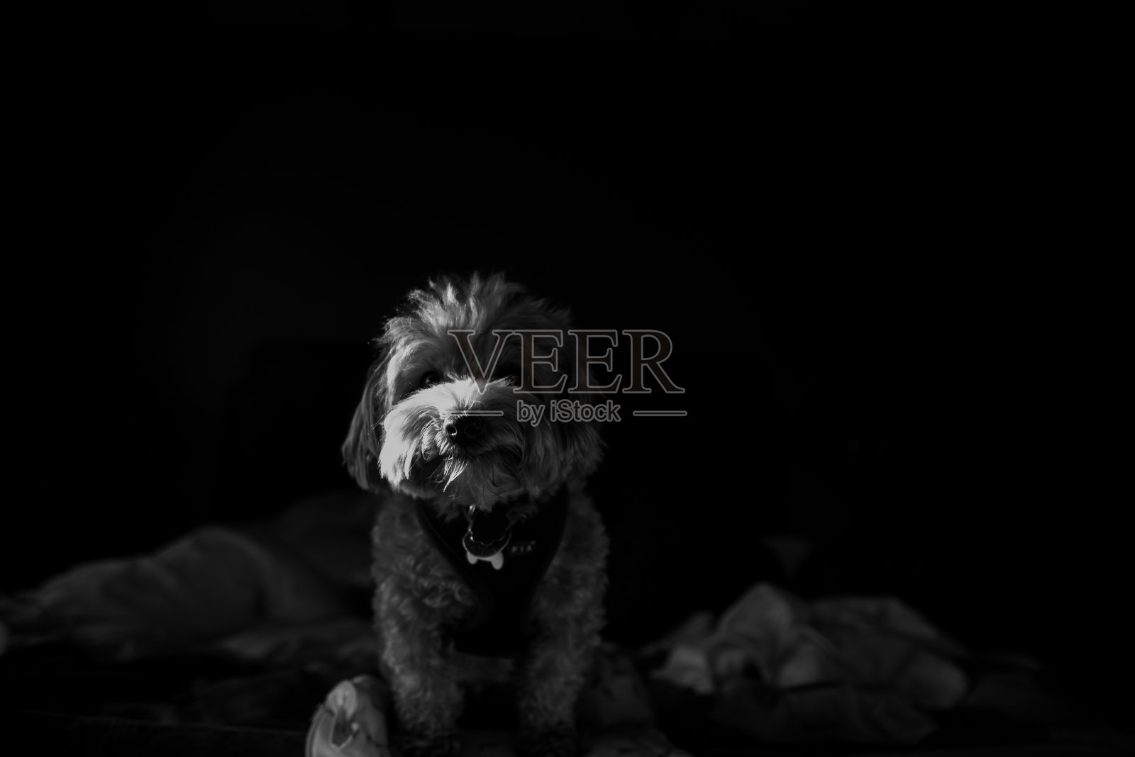 一只小狗的黑色肖像照片摄影图片