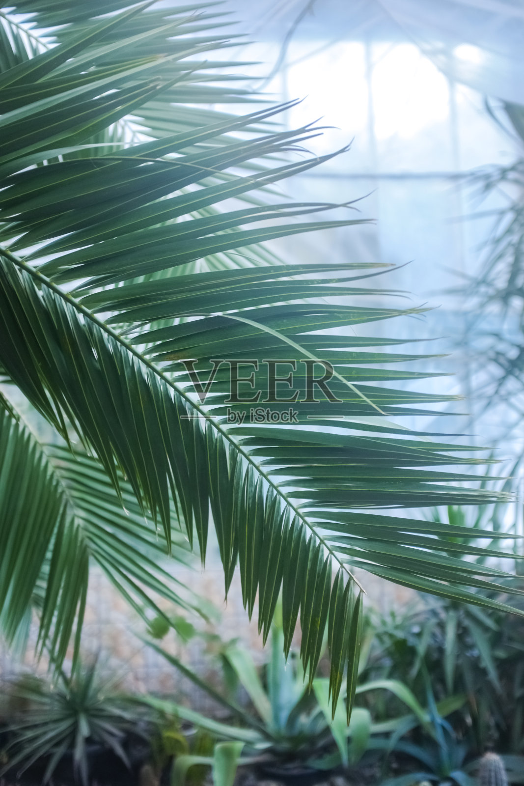 冬季花园温室里的大叶枣椰树。模糊和选择性聚焦照片摄影图片