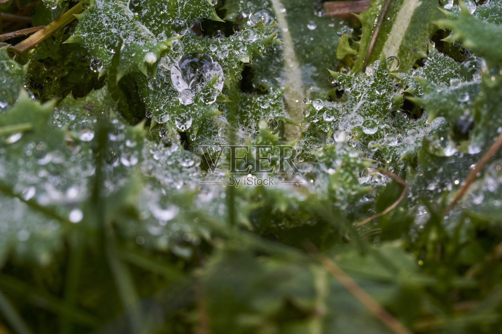 秋天里蓟上的露珠照片摄影图片