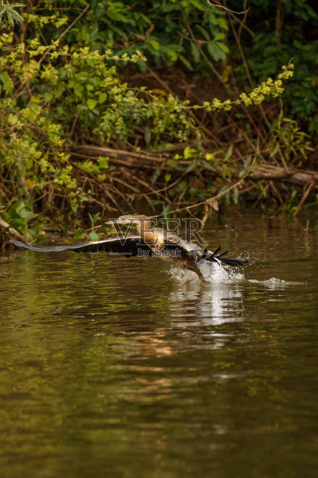 乌干达默奇森瀑布国家公园，飞行中的非洲镖(Anhinga rufa)。照片摄影图片