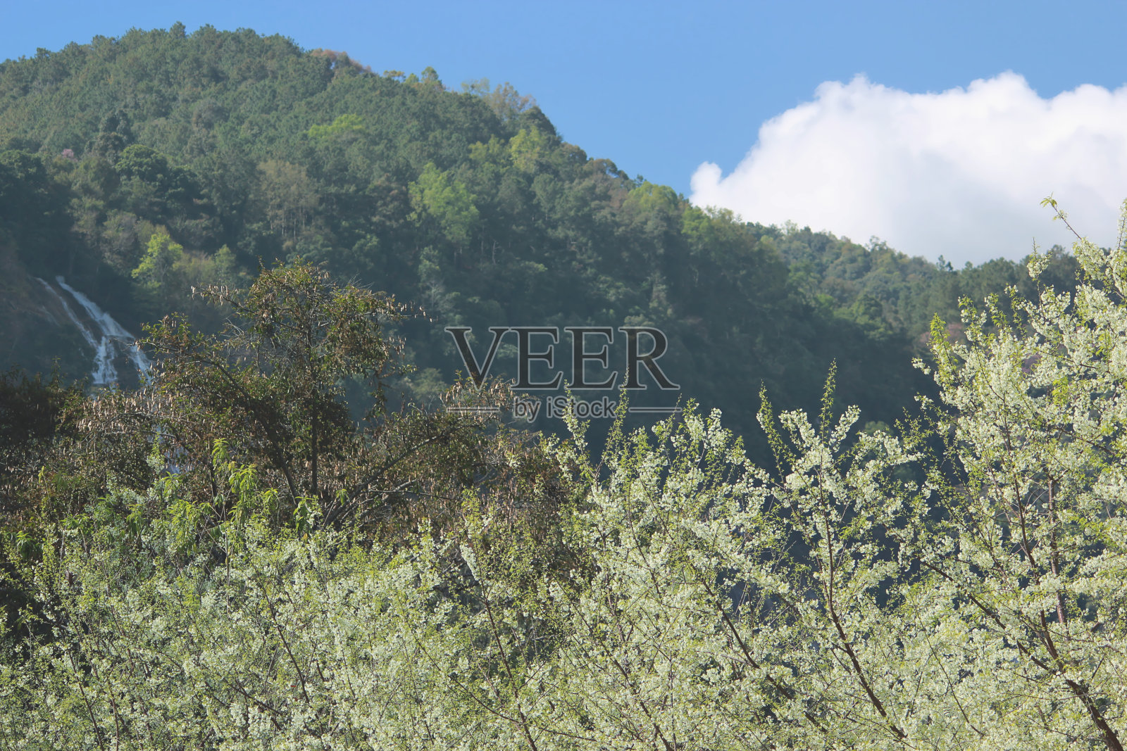 白色开花树木在充分开花与绿色的山丘背景照片摄影图片