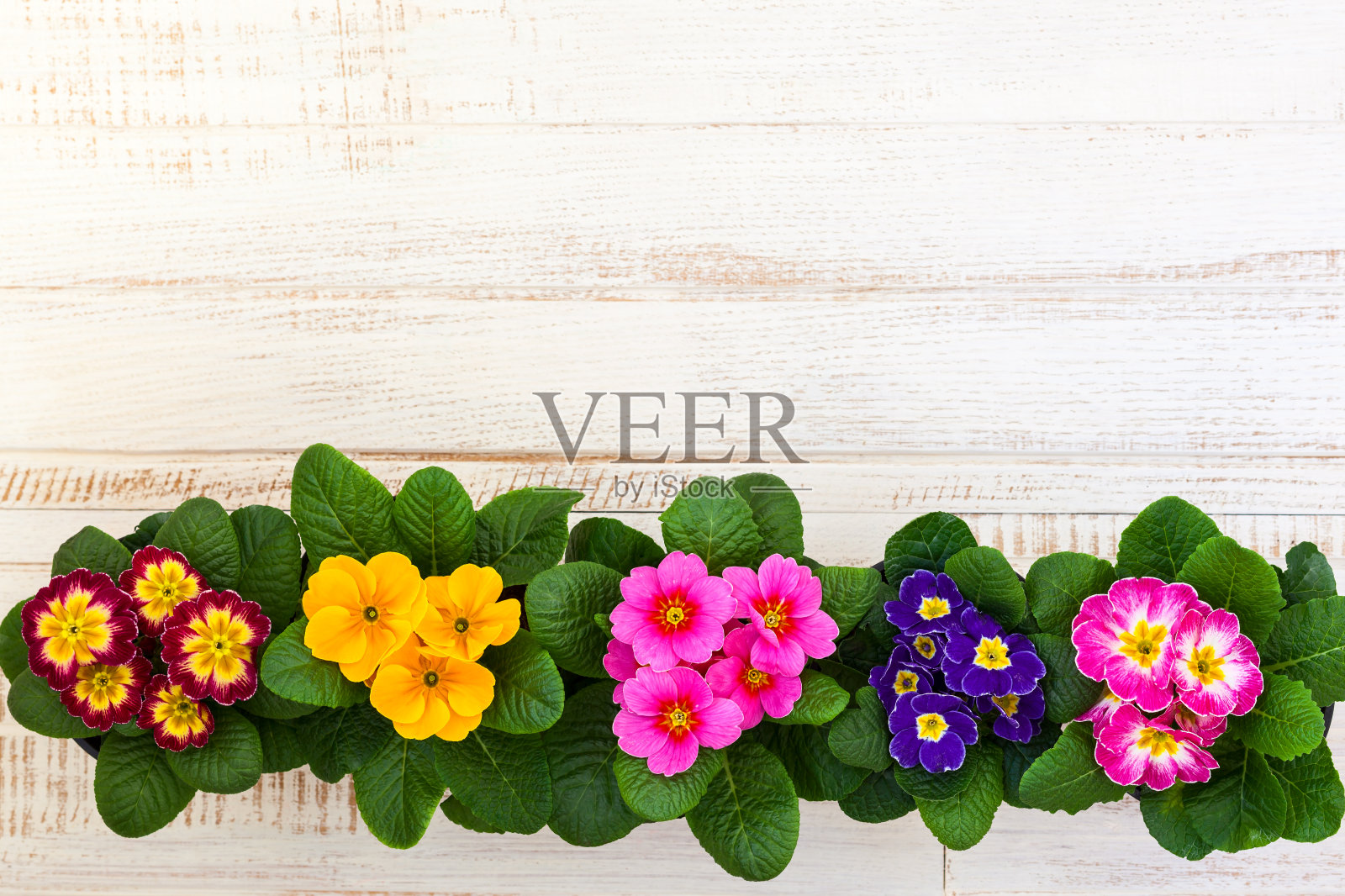 各种色彩鲜艳的樱草属植物照片摄影图片