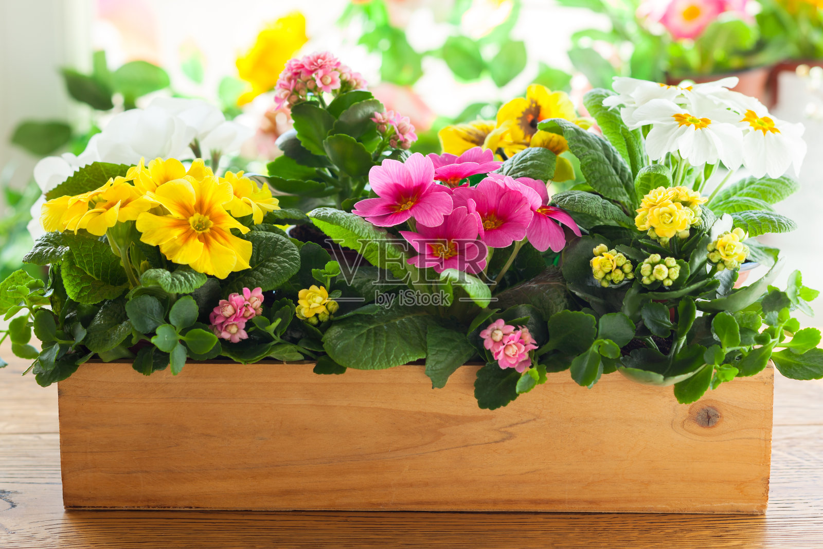 花盆中的报春花照片摄影图片