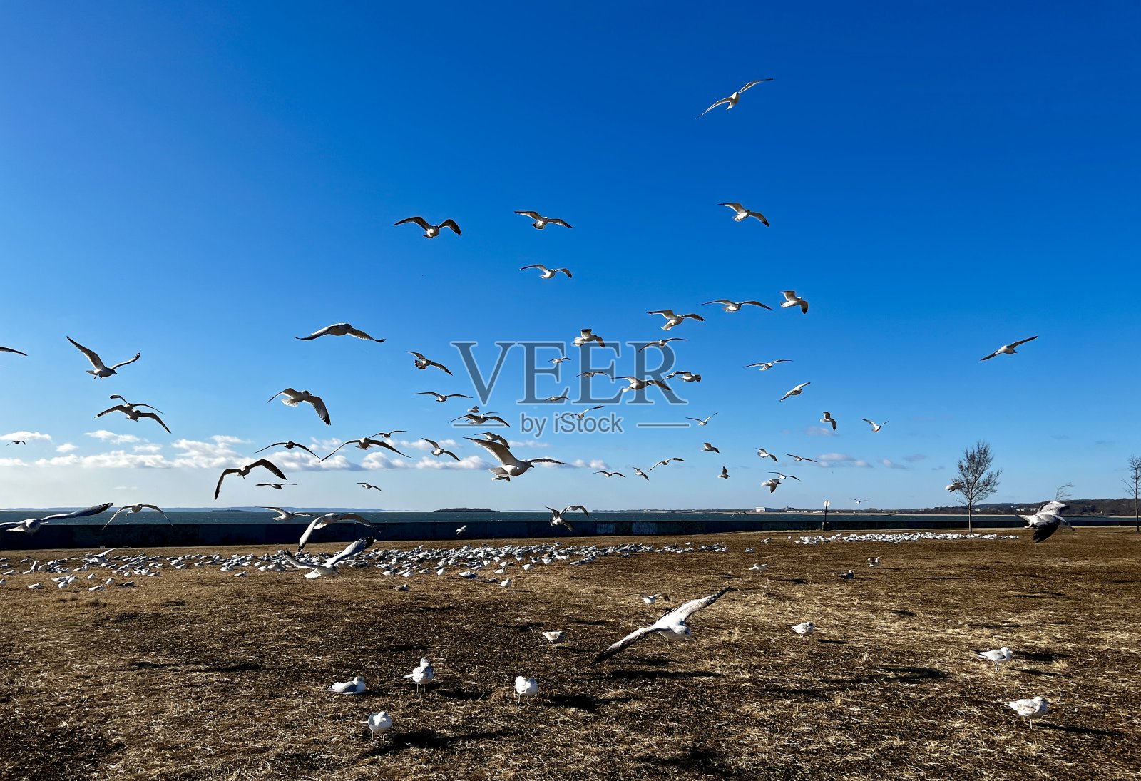 海鸥鸟照片摄影图片