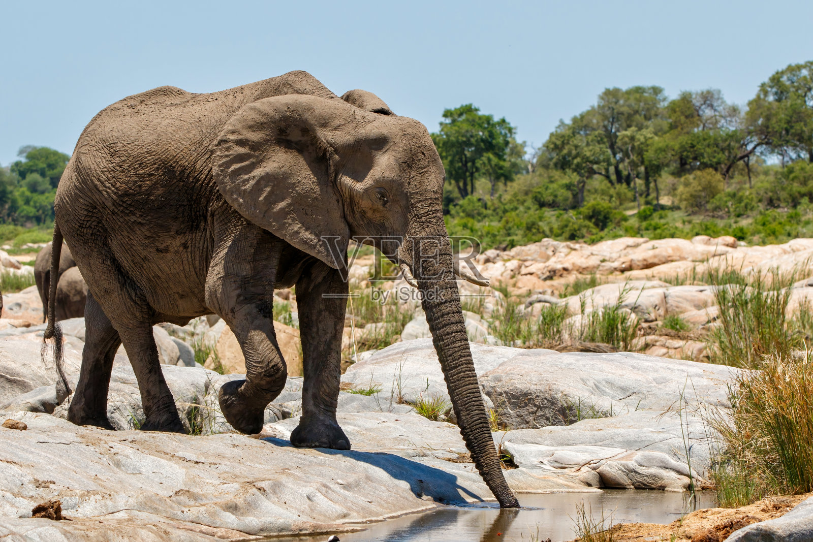 克鲁格国家公园的大象照片摄影图片
