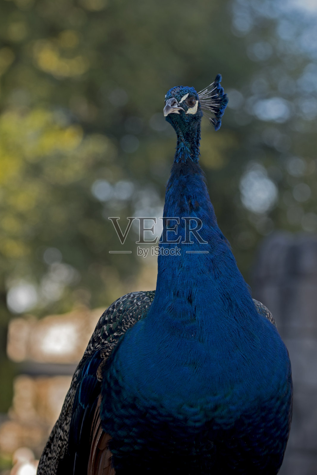 孔雀喜欢在户外炫耀自己的羽毛照片摄影图片