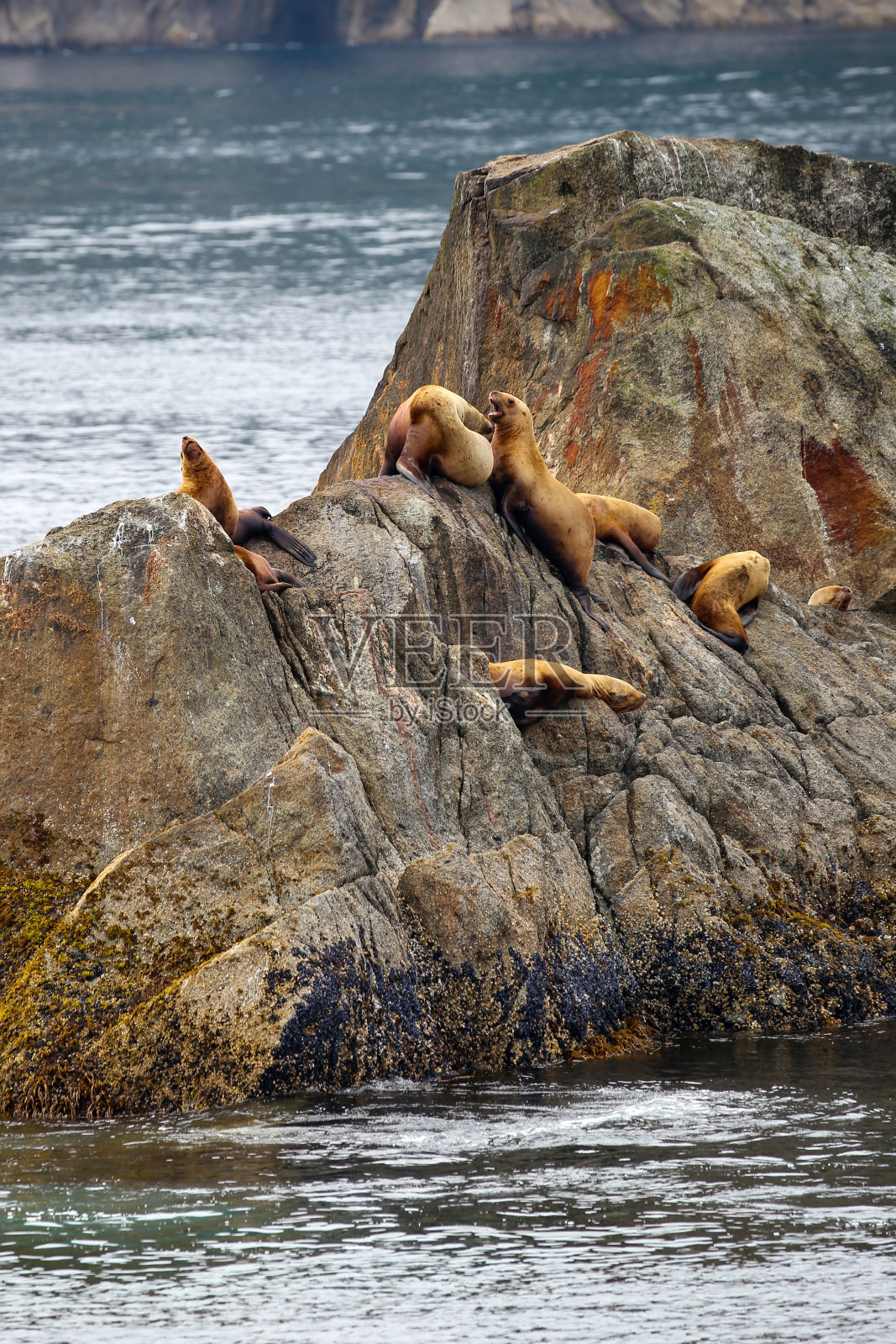 阿拉斯加基奈峡湾国家公园的恒星海狮照片摄影图片