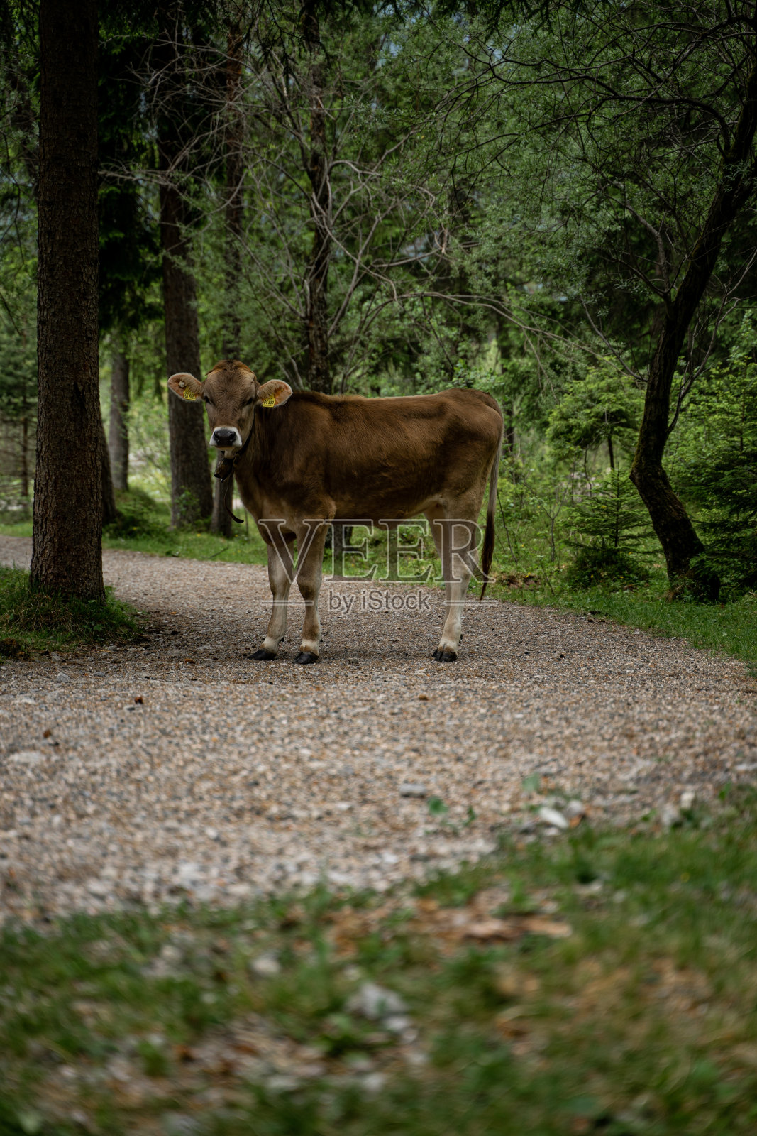 森林里的牛挡道照片摄影图片