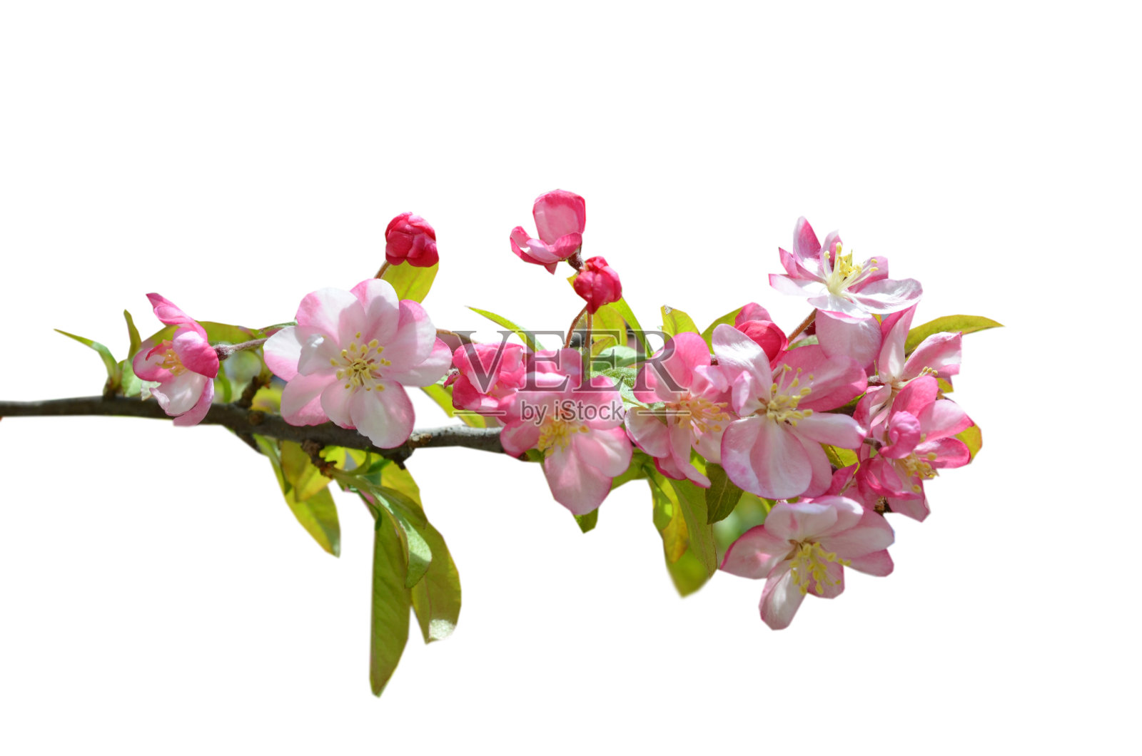 樱花孤立在白色上照片摄影图片