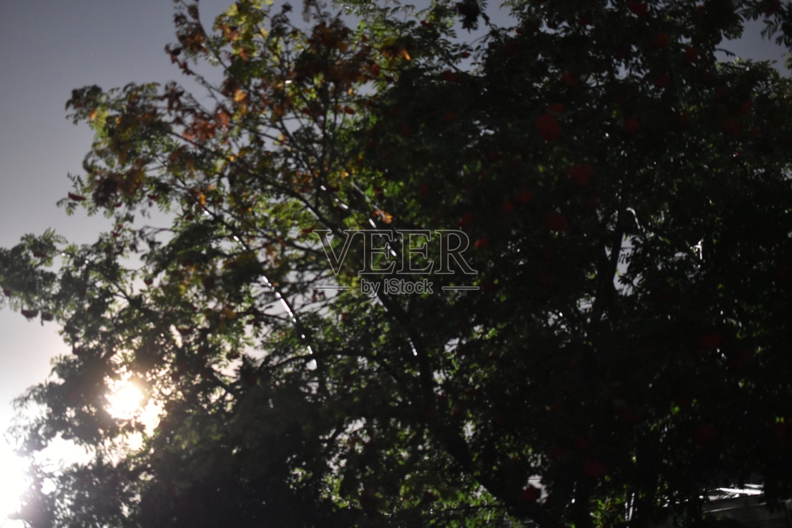 夜灯在昆虫和星星的光芒下照片摄影图片