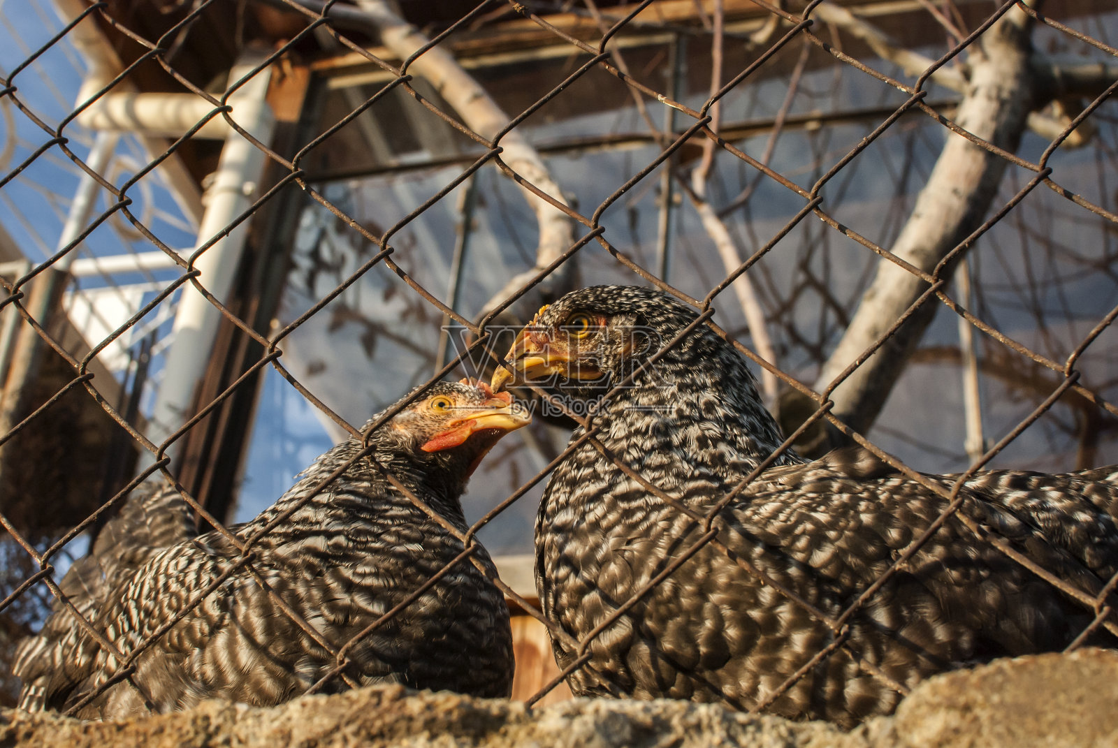 鸡舍里的鸡照片摄影图片