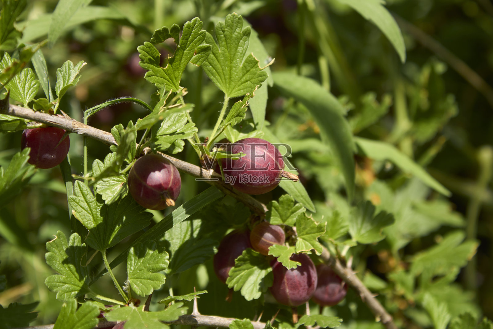 肋骨肉汤照片摄影图片