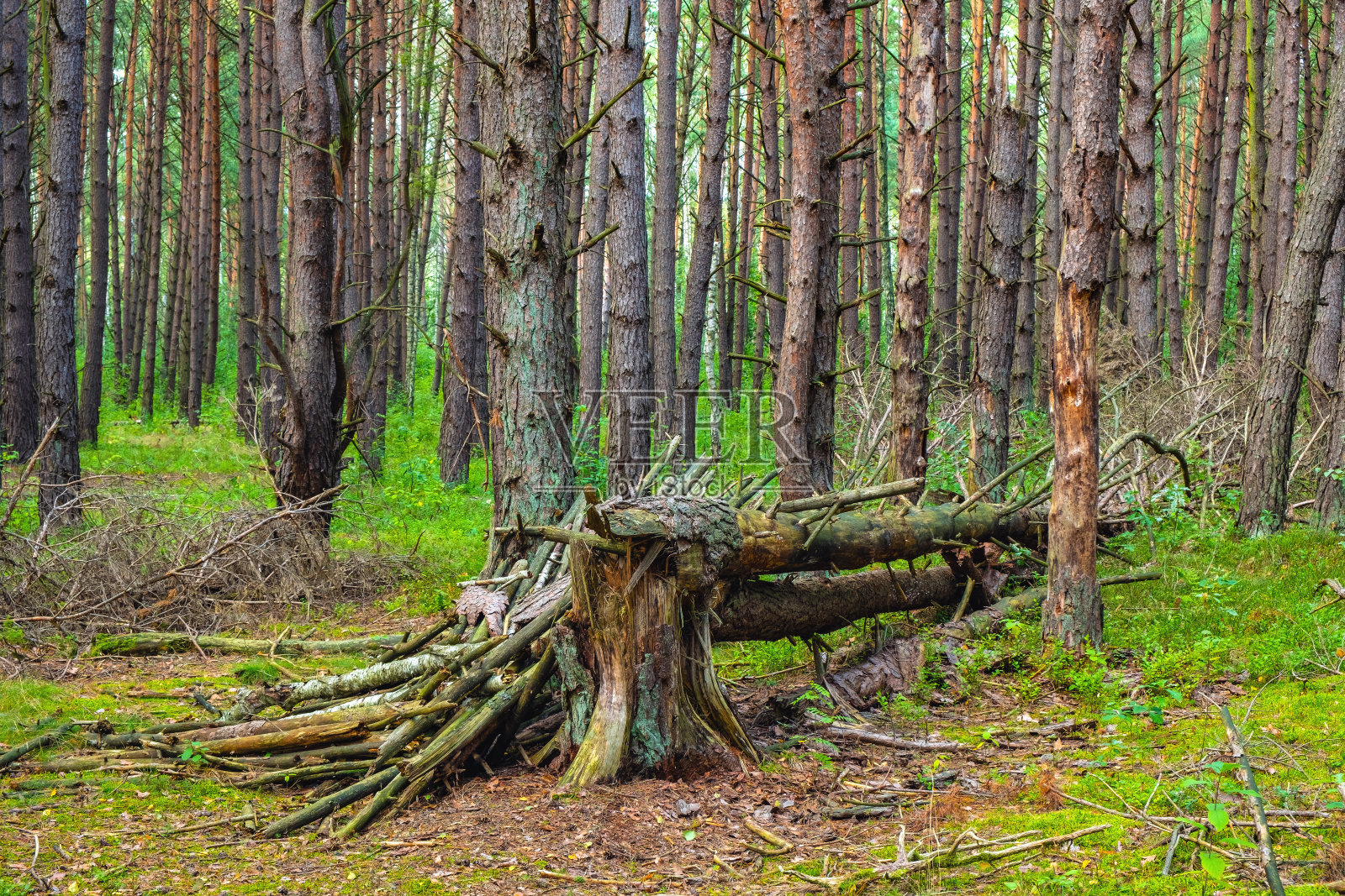 波兰华沙附近的Truskaw村的Puszcza Kampinoska森林里，初秋的树木被倒下的树木覆盖照片摄影图片