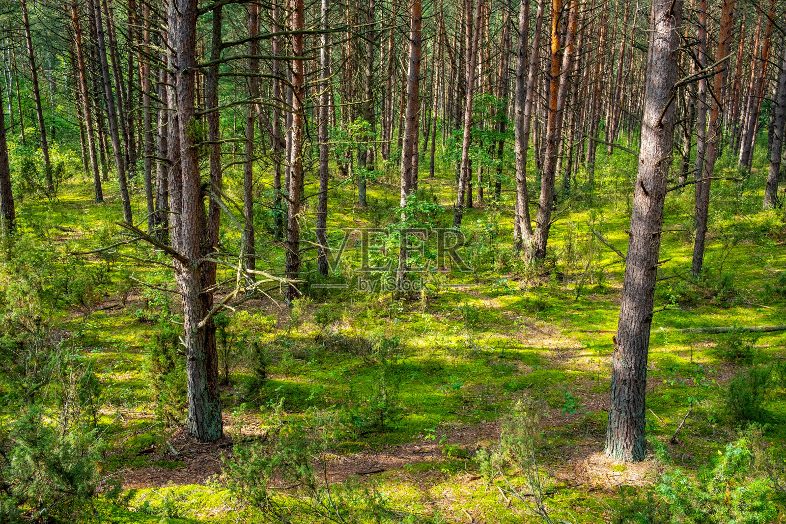 波兰Mazovia地区华沙附近Truskaw村的Puszcza Kampinoska森林的混合森林景观照片摄影图片