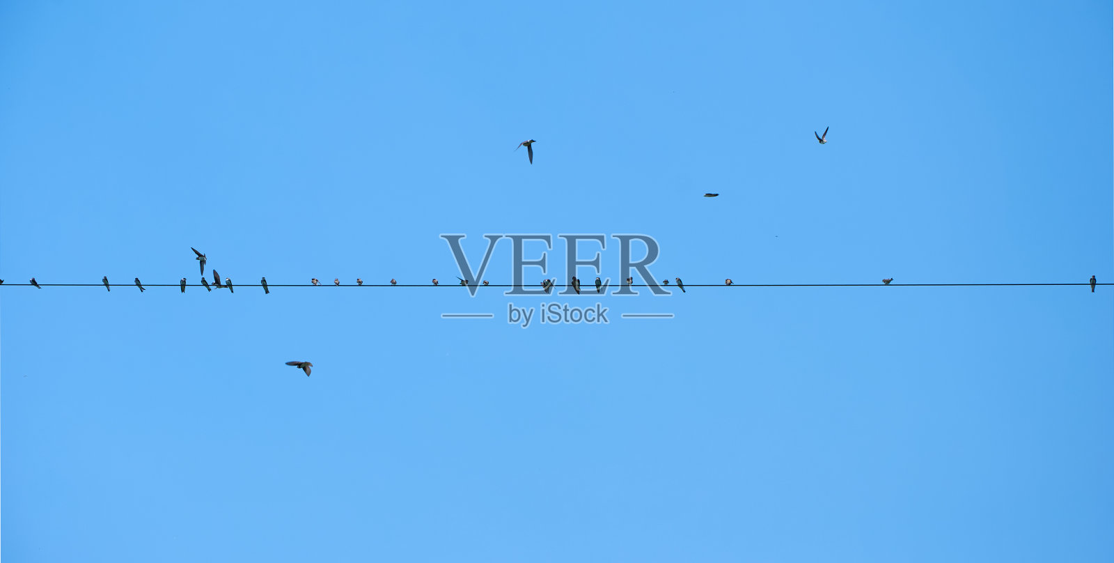 电线上的燕子照片摄影图片