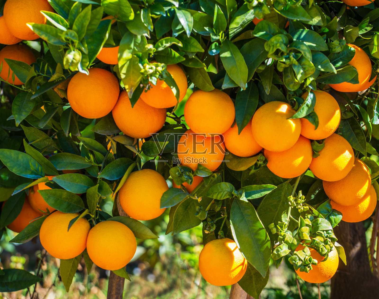 瓦伦西亚橙和橙色花。西班牙。春天收获照片摄影图片