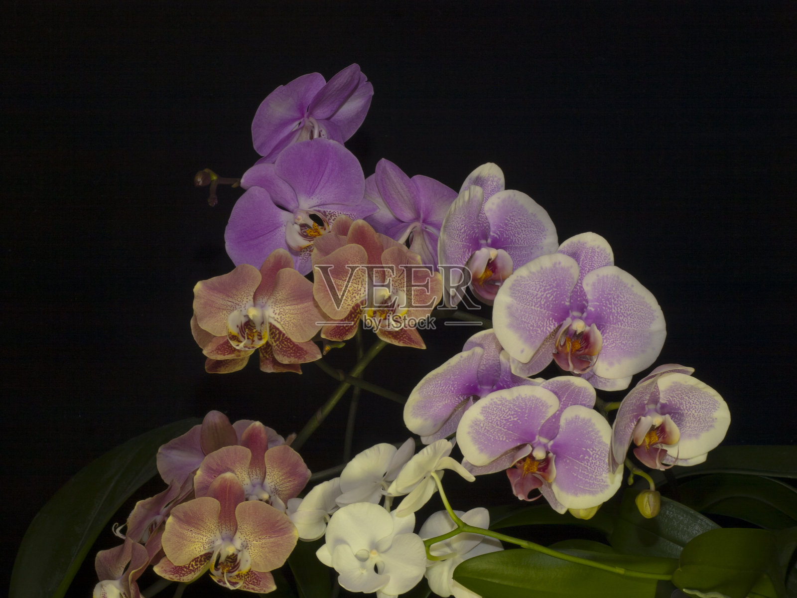 兰花花卉蝴蝶兰属照片摄影图片