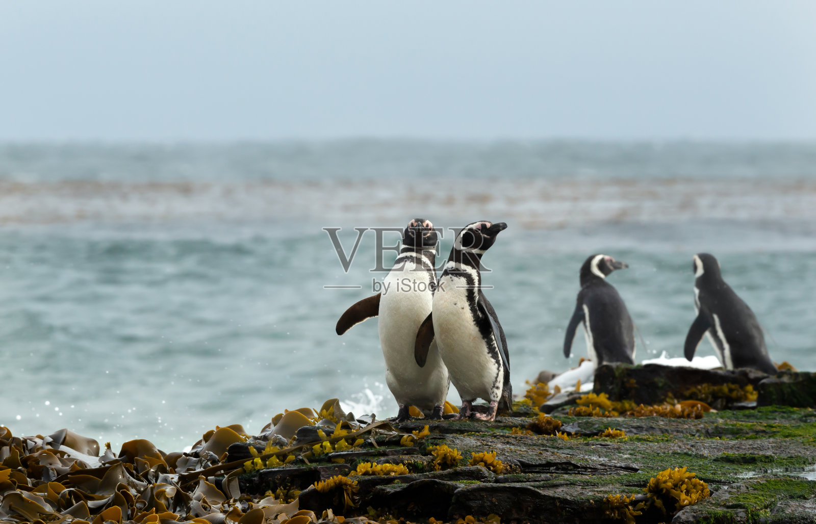 沙滩上麦哲伦企鹅的特写照片摄影图片
