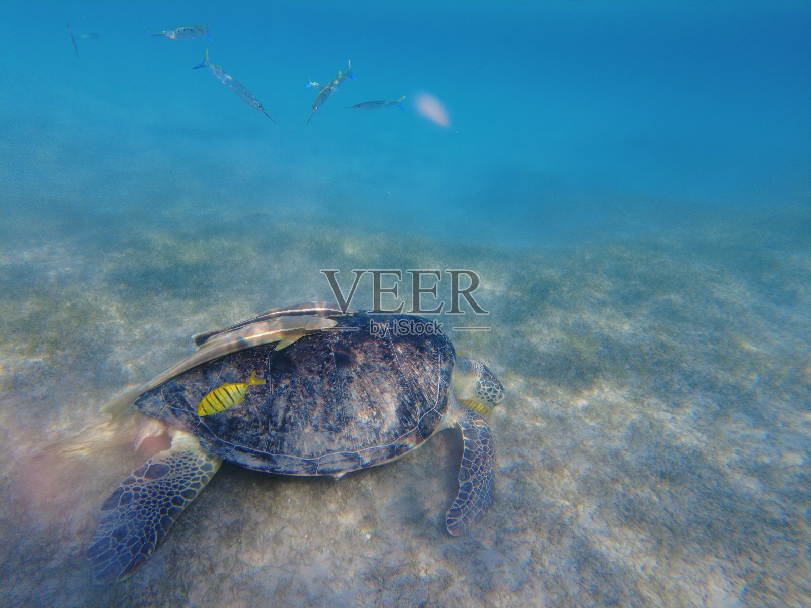 大绿海龟在水下。这只老绿海龟在水下进食。照片摄影图片