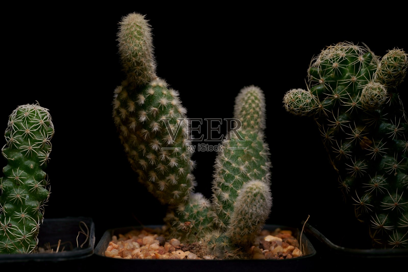 小热带仙人掌绿色的特写。侧视图。照片摄影图片