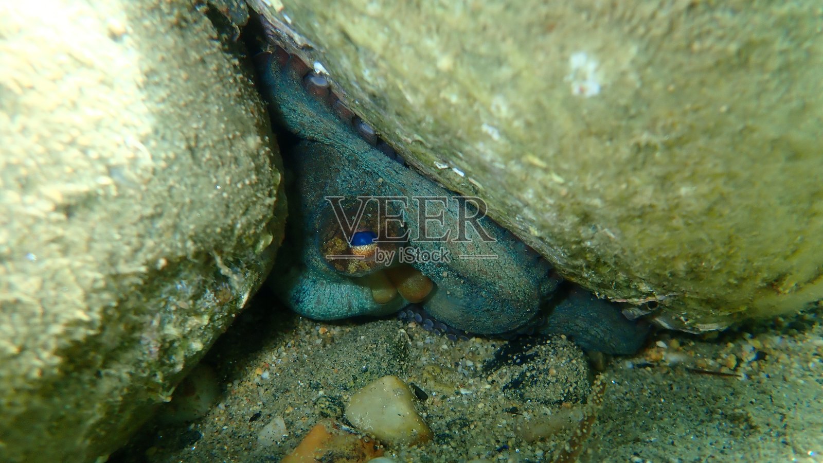 普通章鱼(普通章鱼)海底，爱琴海照片摄影图片