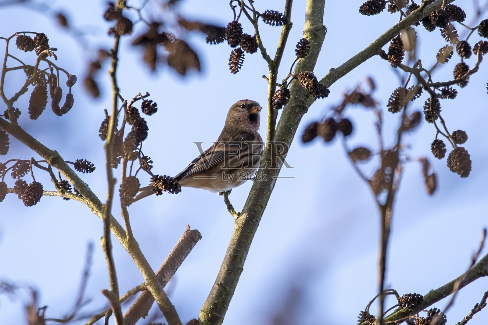 一只孤独的红雀栖息在树上。照片摄影图片