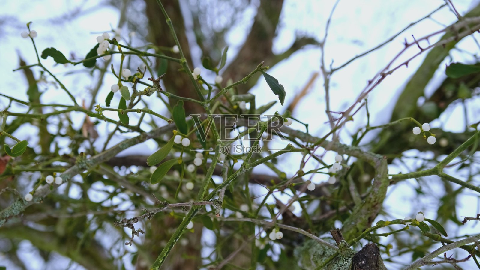 绿色的槲寄生小枝与白色浆果种子球挂在树枝上在寒冷的雪天照片摄影图片