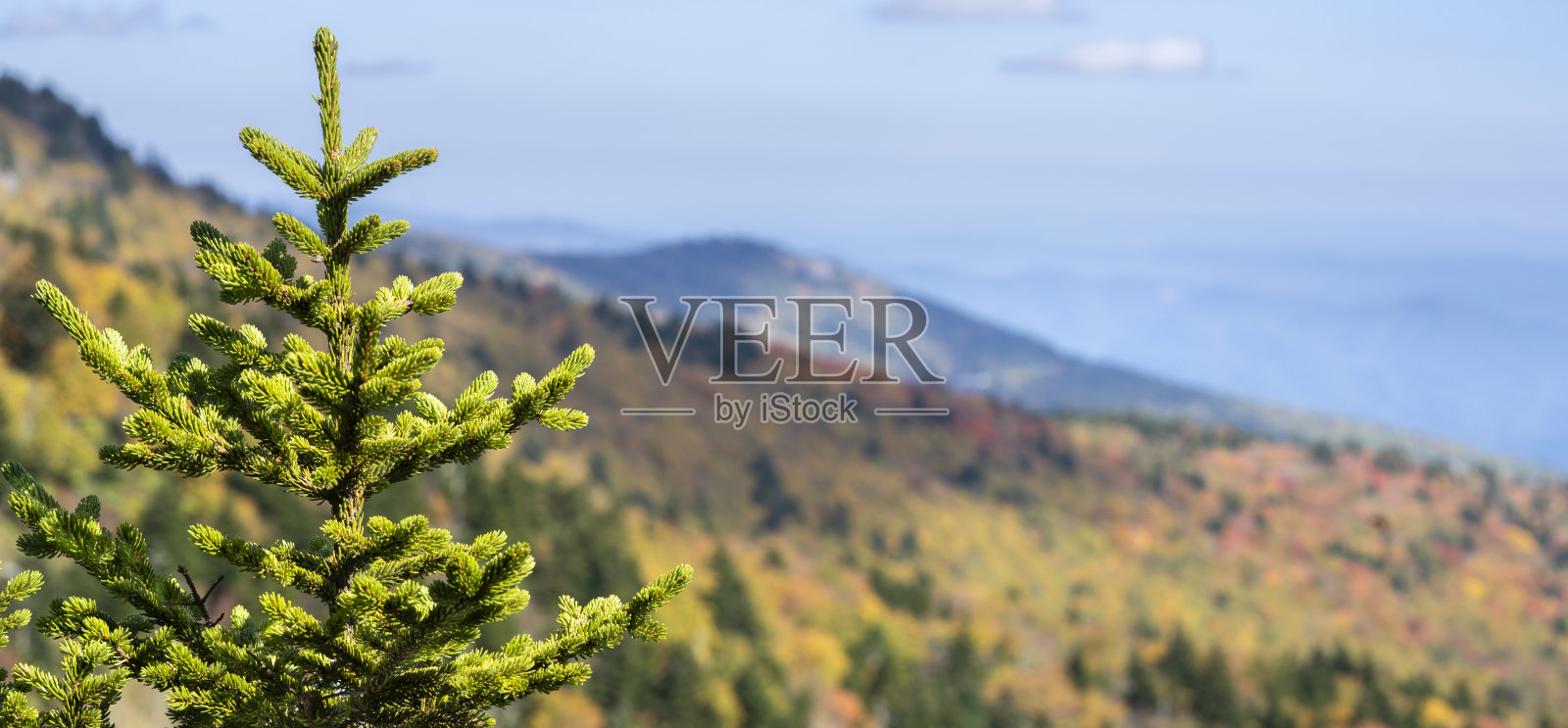 秋天多色山背景与常青树为文本..照片摄影图片