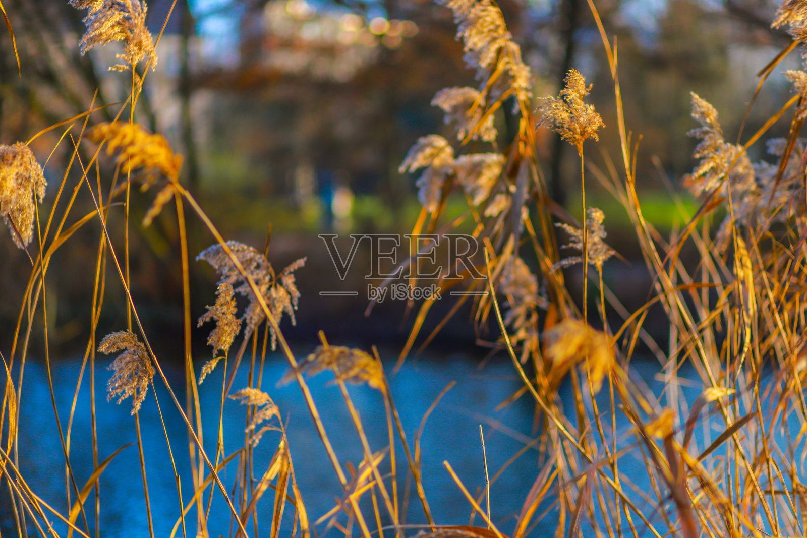 金色的草地照片摄影图片