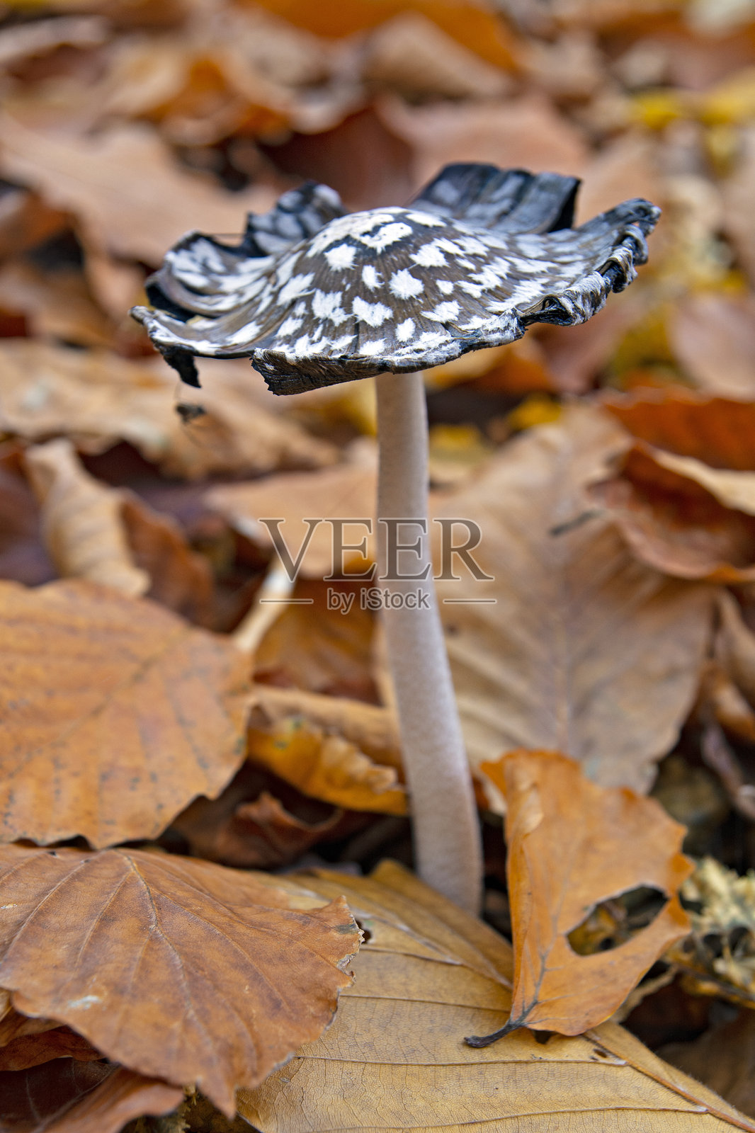 蘑菇森林照片摄影图片