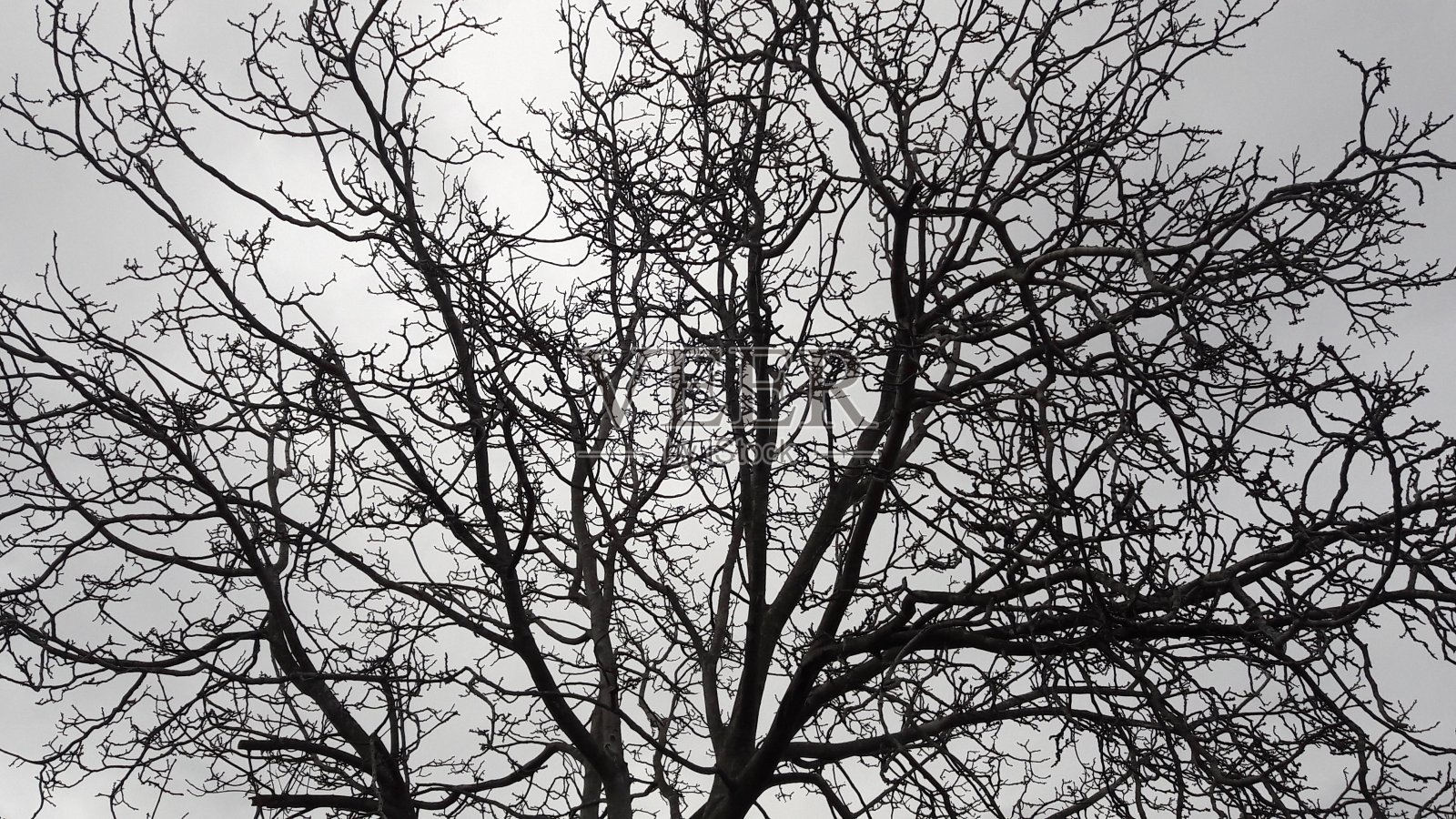 树照片摄影图片