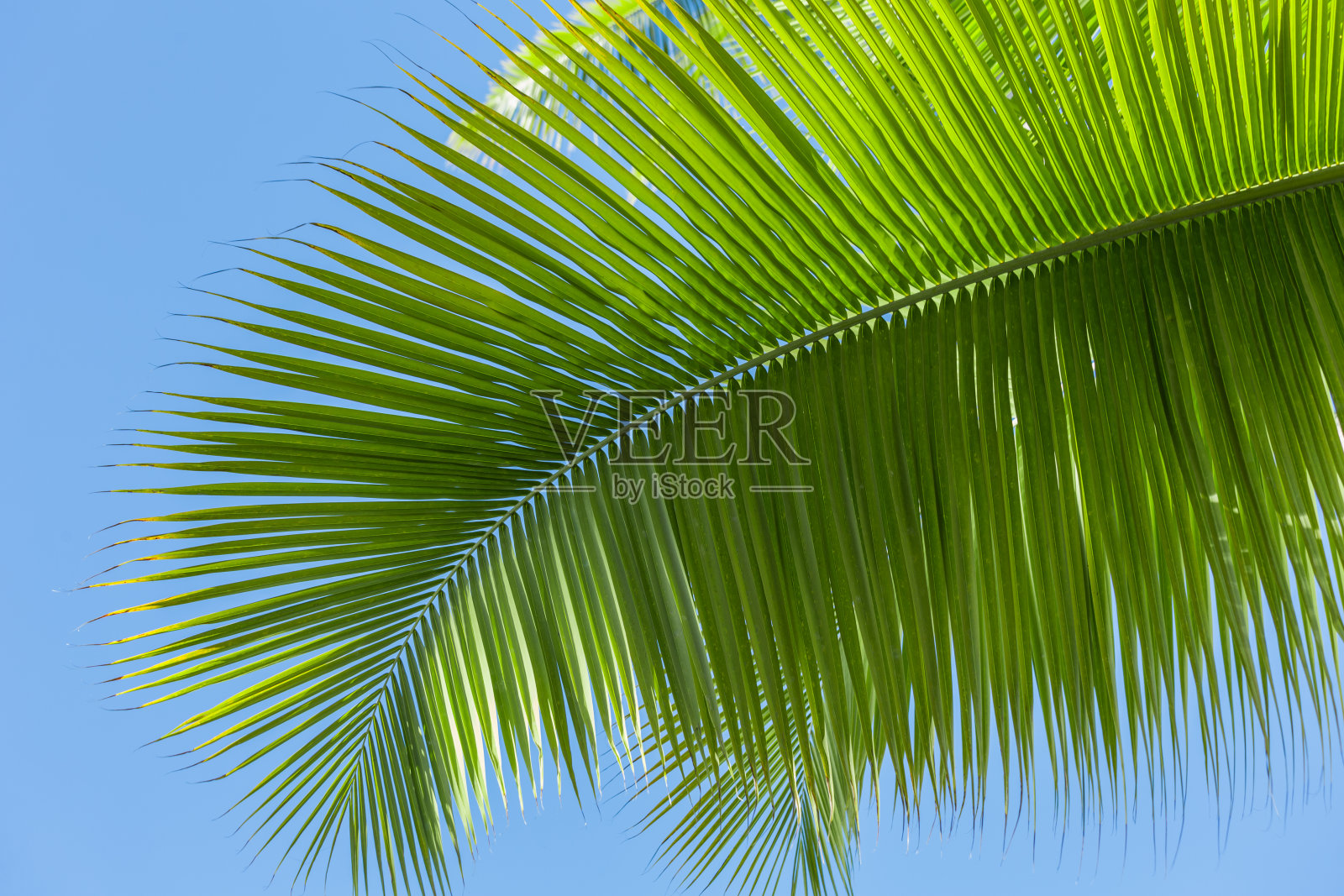 椰树叶子在蓝色天空的背景上靠近照片摄影图片