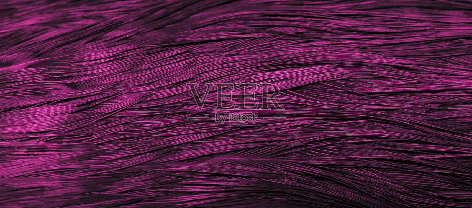 背景与鸟basant羽毛照片摄影图片