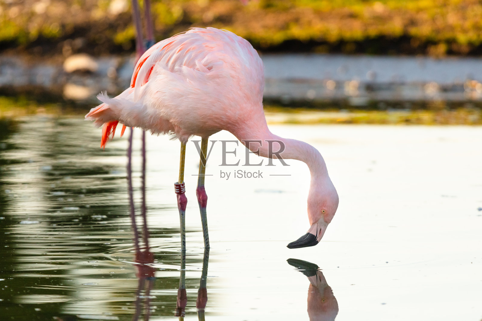 火烈鸟照片摄影图片